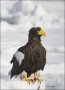 Stellers-Sea-Eagle;Sea-Eagle;Eagle;Haliaeetus-pelagicus;one-animal;close-up;colo